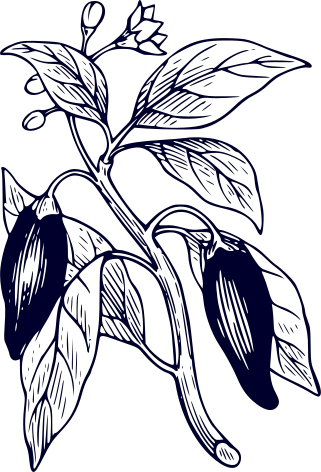 Illustration einer Chilipflanze